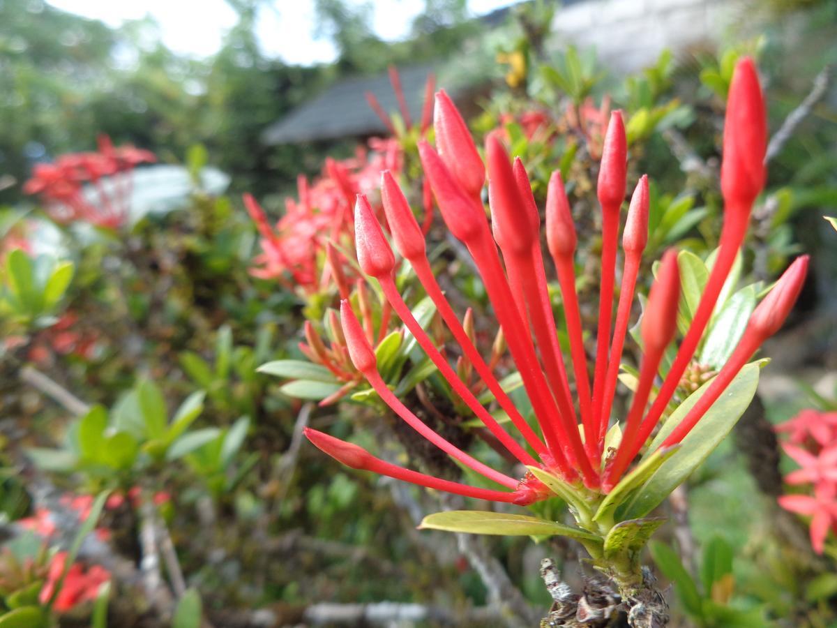 Wisdom Garden Tena Ngoại thất bức ảnh
